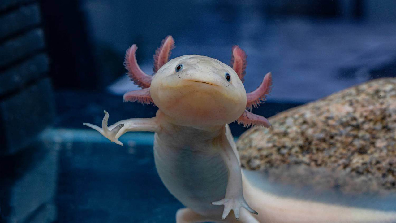 Axolotl, “Monster Air” Unik dari Meksiko dengan Kemampuan Regenerasi Luar Biasa