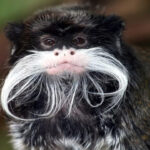 Bearded Emperor Tamarin: Monyet Berkumis Putih dengan Kehidupan Sosial yang Unik