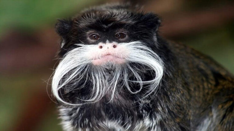 Bearded Emperor Tamarin: Monyet Berkumis Putih dengan Kehidupan Sosial yang Unik