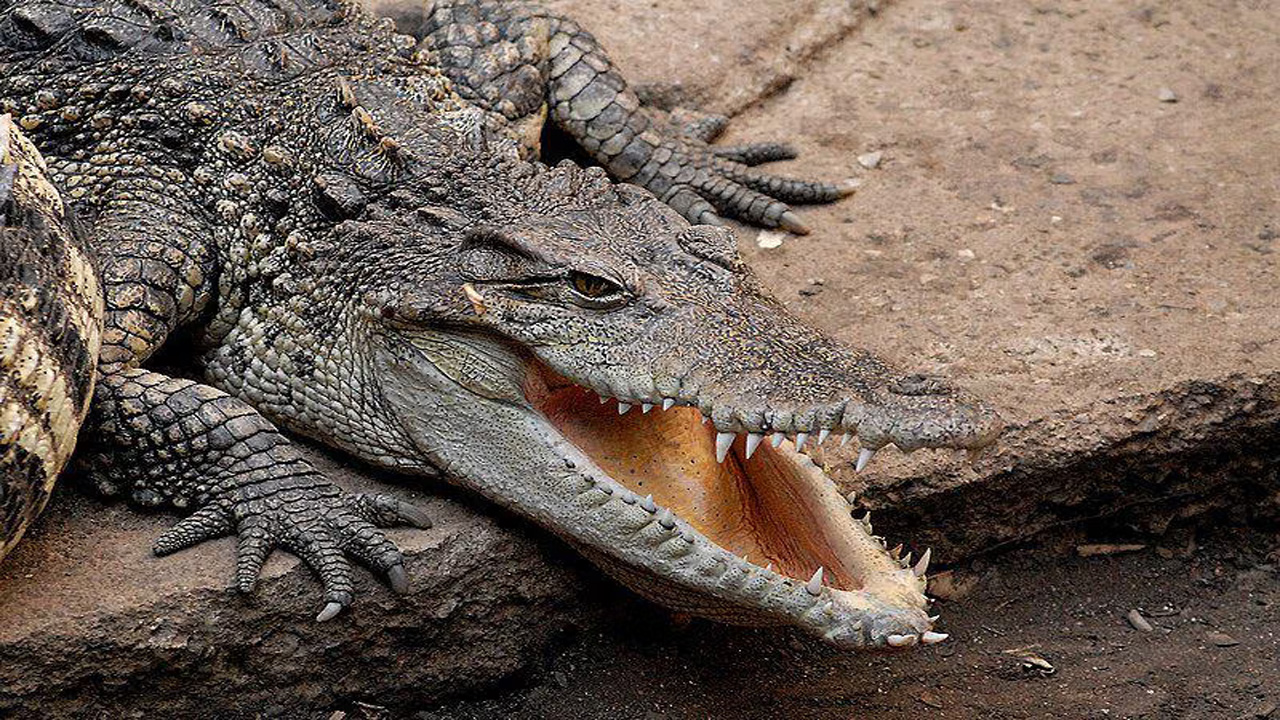 Buaya Siam: Predator Sungai Mahakam yang Terancam Punah