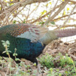 Burung Kijang Hijau Jepang: Keindahan Burung Nasional dengan Bulu Zamrud yang Memikat