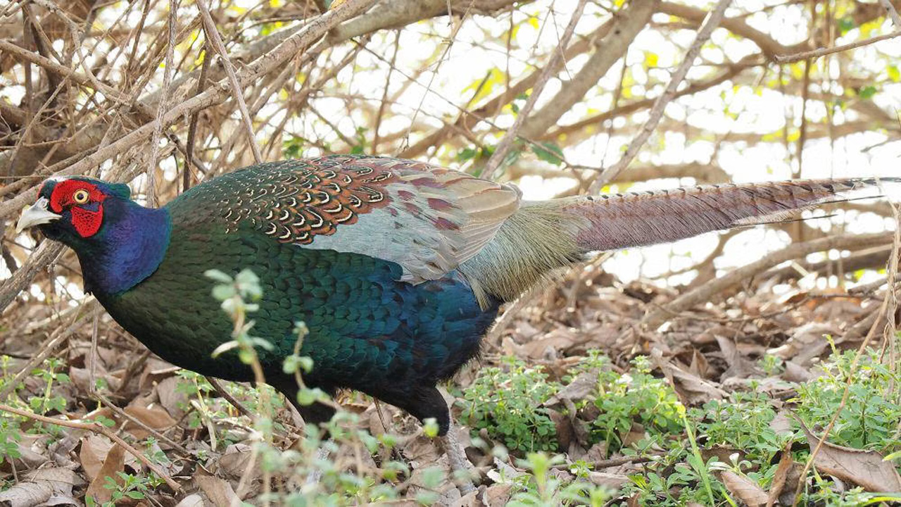 Burung Kijang Hijau Jepang: Keindahan Burung Nasional dengan Bulu Zamrud yang Memikat