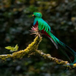Burung Quetzal, Si Burung Suci Amerika Tengah dengan Keindahan Bulu yang Memikat