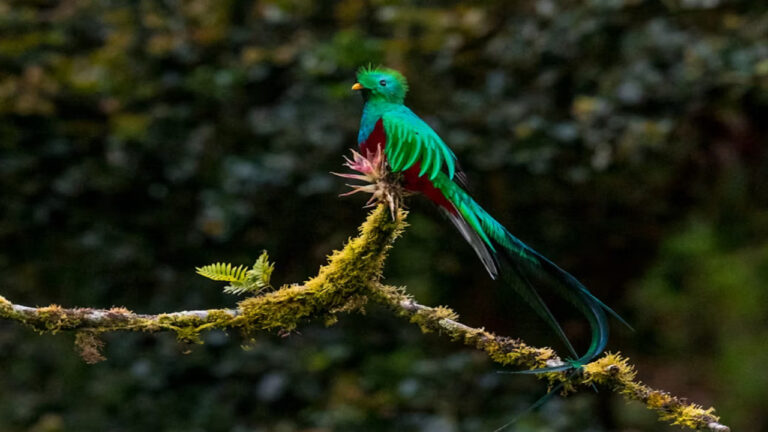 Burung Quetzal, Si Burung Suci Amerika Tengah dengan Keindahan Bulu yang Memikat