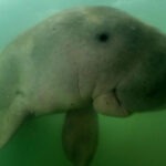 Dugong atau Duyung Laut: Mamalia Pemakan Lamun yang Kini Terancam Punah