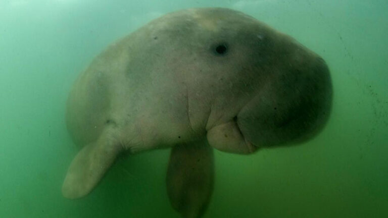 Dugong atau Duyung Laut: Mamalia Pemakan Lamun yang Kini Terancam Punah