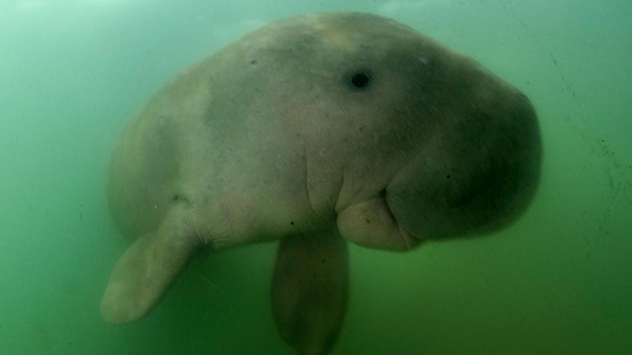 Dugong atau Duyung Laut: Mamalia Pemakan Lamun yang Kini Terancam Punah