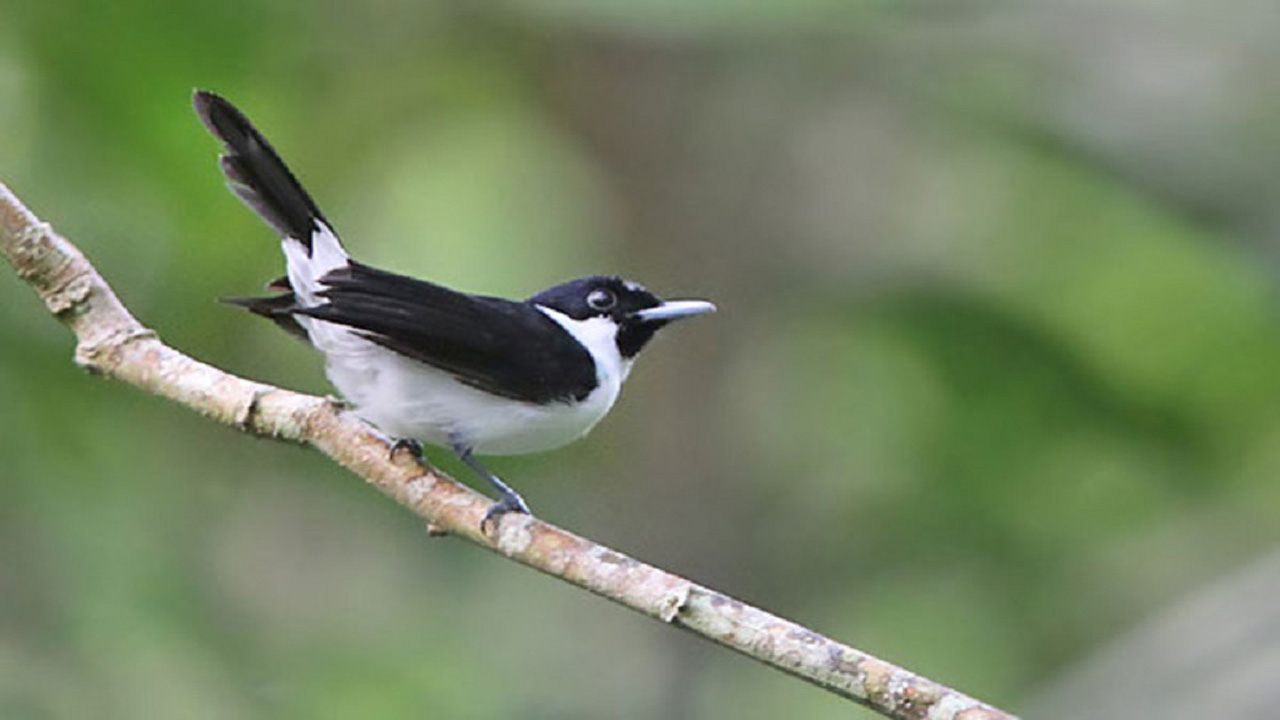 Kehicap Boano: Burung Langka Berwarna Hitam dengan Populasi yang Kian Terancam