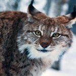 Lynx Eurasia, Kucing Liar Terbesar di Eropa dengan Cakar Mirip Sepatu Salju