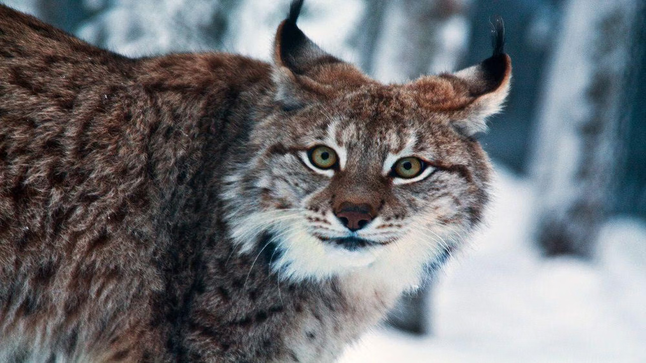Lynx Eurasia, Kucing Liar Terbesar di Eropa dengan Cakar Mirip Sepatu Salju