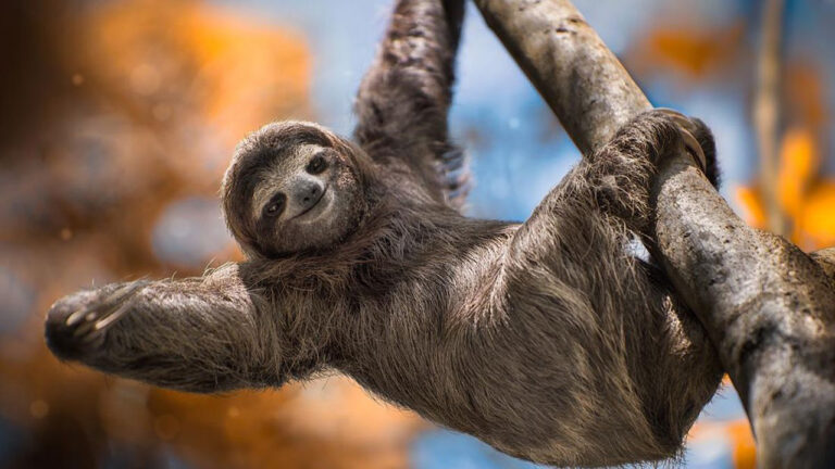 Sloth (Kukang) Kaki Tiga: Mamalia Paling Lambat yang Menghabiskan Hidup Bergelantungan