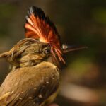 Amazonian Royal Flycatcher, Burung Eksotis Penghuni Hutan Amazon yang Memikat Perhatian