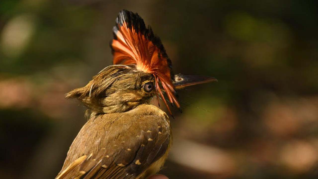 Amazonian Royal Flycatcher, Burung Eksotis Penghuni Hutan Amazon yang Memikat Perhatian