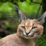 Caracal, Kucing Liar Gurun dengan Pendengaran Tajam dan Telinga Ikonik