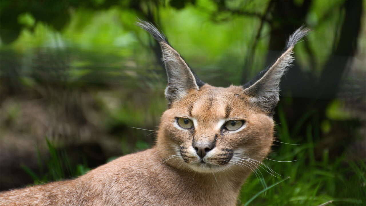 Caracal, Kucing Liar Gurun dengan Pendengaran Tajam dan Telinga Ikonik