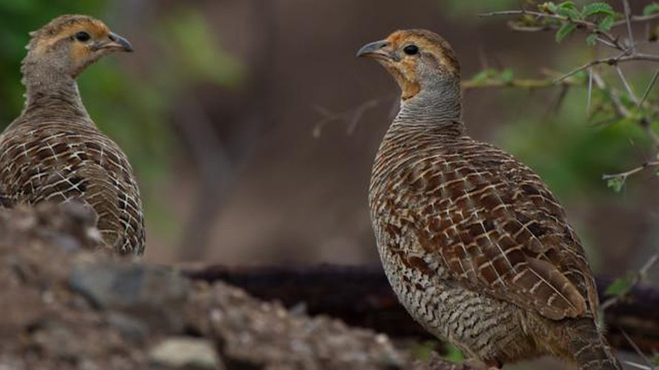 Delapan Fakta Unik Burung Gemak yang Sering Disangka Burung Puyuh