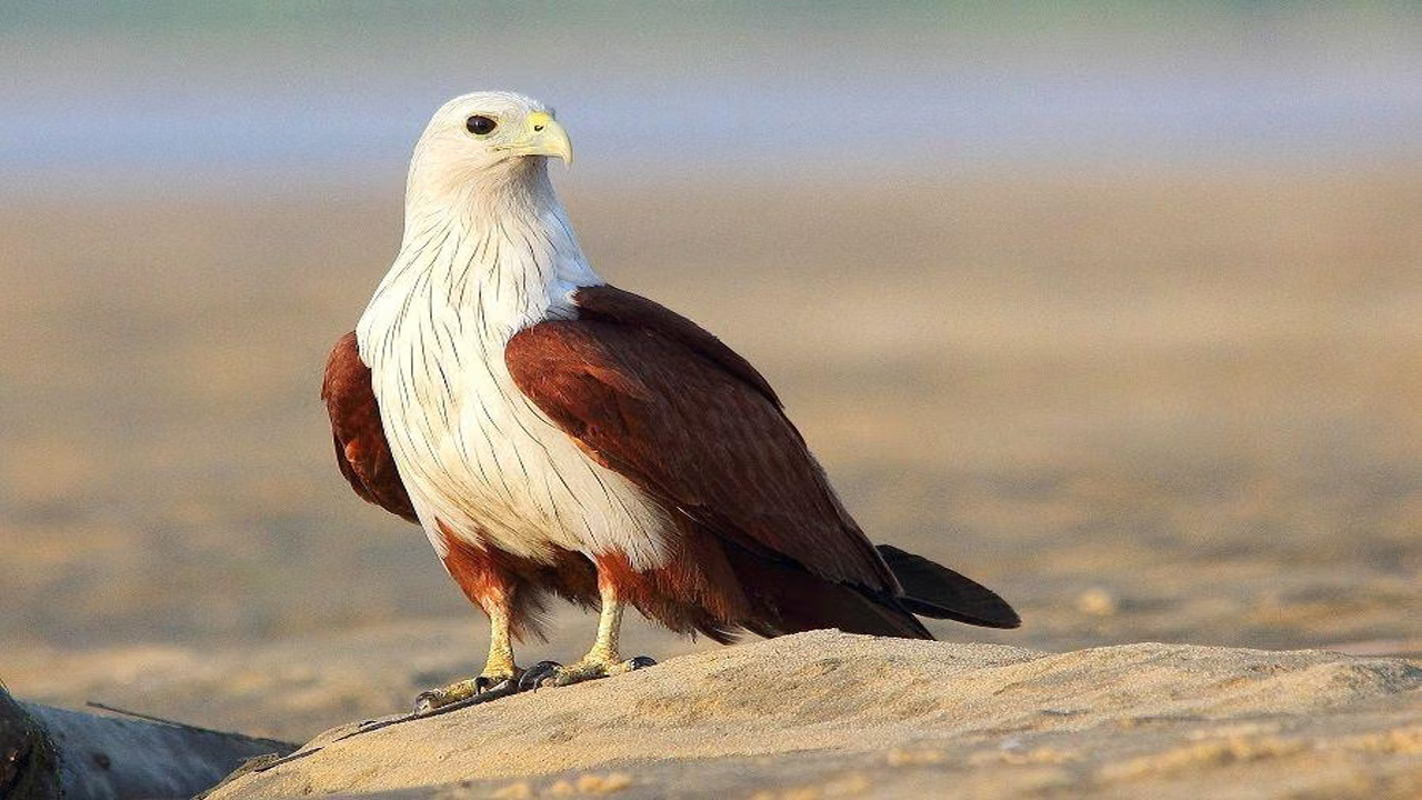 Elang Bondol, Burung Pemangsa Ikonik dengan Kesetiaan yang Mengagumkan