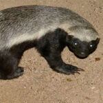 Luak Madu atau Honey Badger: Mamalia Pemberani dengan Pertahanan Luar Biasa