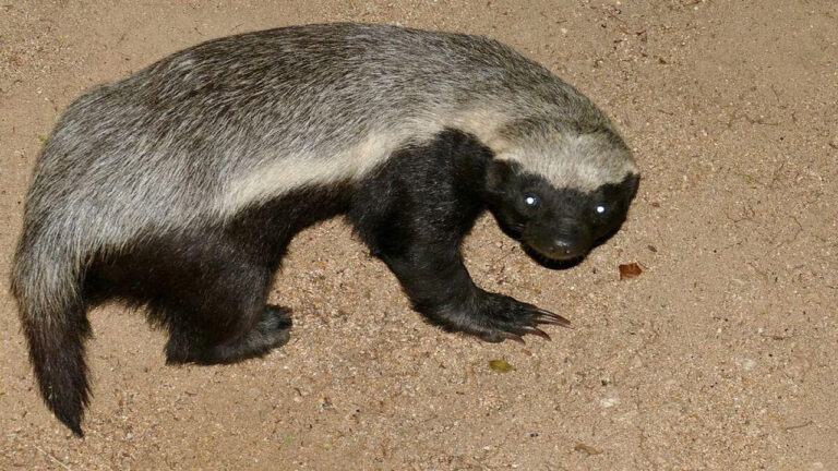 Luak Madu atau Honey Badger: Mamalia Pemberani dengan Pertahanan Luar Biasa