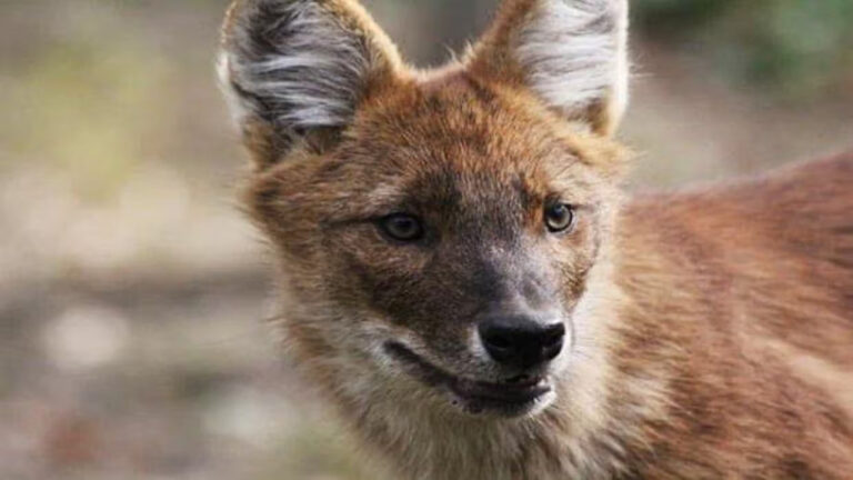 Mengenal Dhole, Anjing Liar Asia yang Berani Menghadapi Harimau di Alam Liar