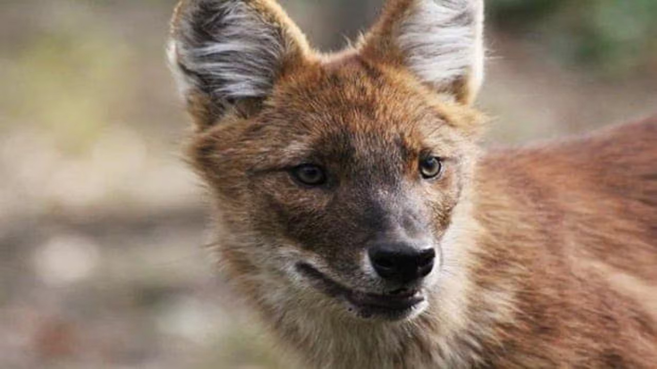 Mengenal Dhole, Anjing Liar Asia yang Berani Menghadapi Harimau di Alam Liar