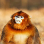 Mengenal Snub-Nosed Monkey, Monyet Unik dengan Hidung Pesek yang Menarik Perhatian