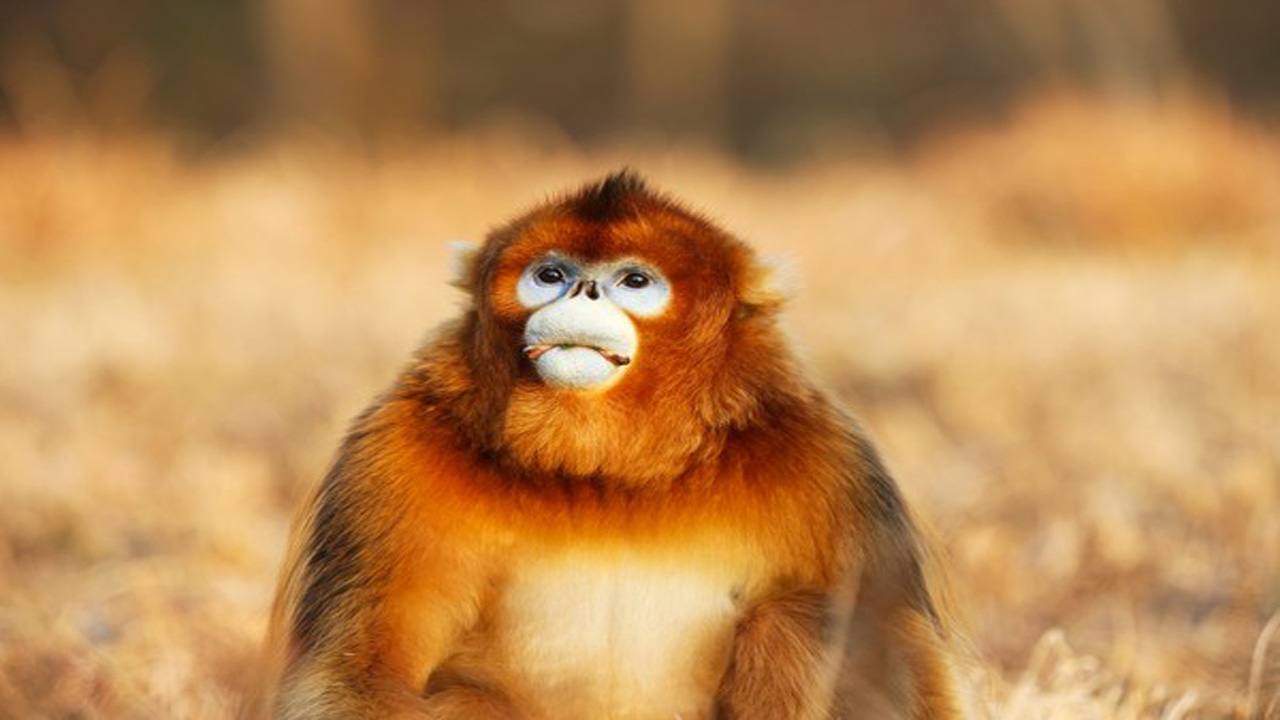 Mengenal Snub-Nosed Monkey, Monyet Unik dengan Hidung Pesek yang Menarik Perhatian