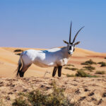Oryx Arab, Antelop Gurun Ikonik yang Menjadi Lambang Kebanggaan Timur Tengah