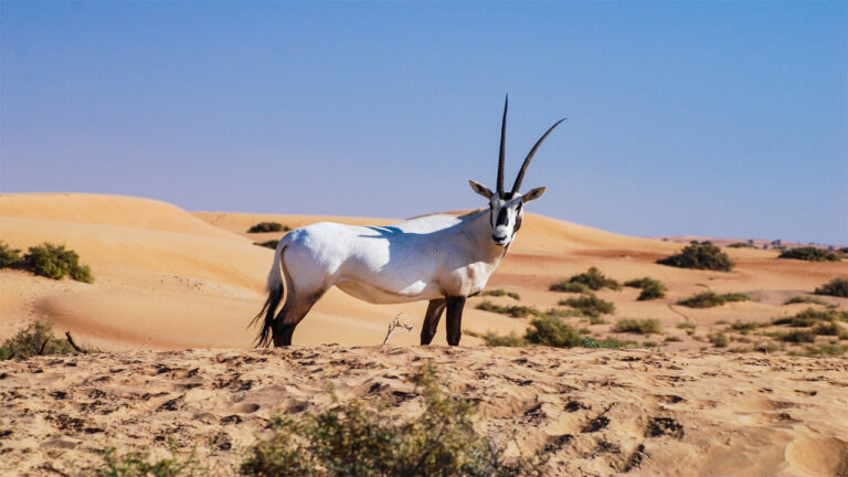 Oryx Arab, Antelop Gurun Ikonik yang Menjadi Lambang Kebanggaan Timur Tengah