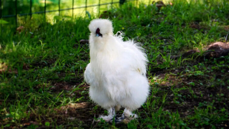Silkie, Ayam Berbulu Sutra yang Memikat Pecinta Unggas di Seluruh Dunia