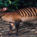 Zebra Duiker: Kijang Kecil Bergaris Zebra yang Unik dari Hutan Hujan Afrika