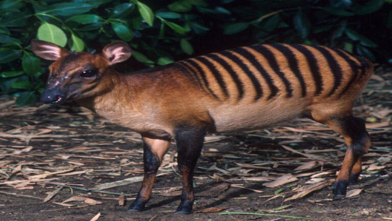 Zebra Duiker: Kijang Kecil Bergaris Zebra yang Unik dari Hutan Hujan Afrika