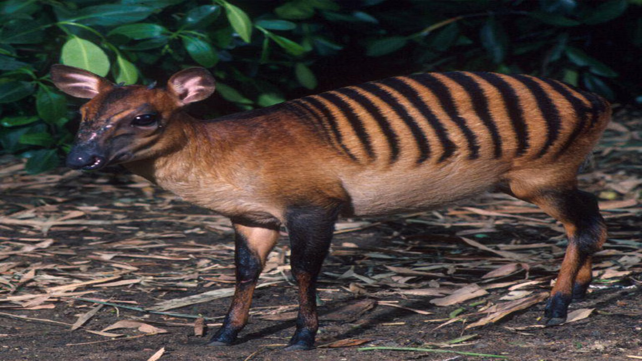 Zebra Duiker: Kijang Kecil Bergaris Zebra yang Unik dari Hutan Hujan Afrika