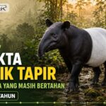 11 Fakta Unik Tapir, Satwa Purba yang Masih Bertahan Hingga Kini