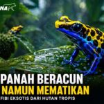 Katak Panah Beracun, Amfibi Mungil dengan Racun Mematikan yang Menakjubkan