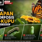 Mengenal 4 Tahapan Metamorfosis Kupu-Kupu dari Telur hingga Dewasa
