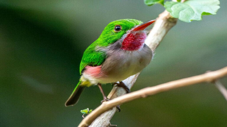 Mengenal Burung Tody, Si Bola Bulu Hijau Karibia dengan Fakta Menakjubkan