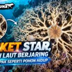Basket Star, Hewan Laut Berjaring yang Tampak seperti Pohon Hidup