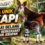 Fakta Unik Okapi, Berkaki Belang tetapi Berkerabat dengan Jerapah