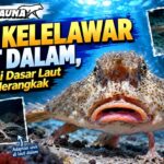 Ikan Kelelawar Laut Dalam, Penghuni Dasar Laut yang Merangkak