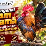 Mengenal Ayam Serama, Ayam Mungil dengan Penampilan Bak Raja