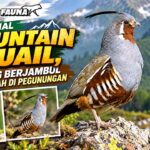 Mengenal Mountain Quail, Burung Berjambul yang Lincah di Pegunungan